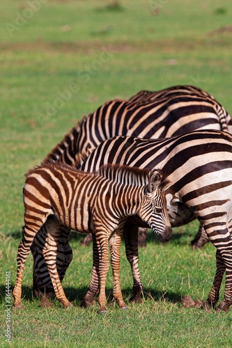 Fototapeta Naklejka Na Ścianę i Meble -  Zebras in the Lake Manyara National Park, Tanzania