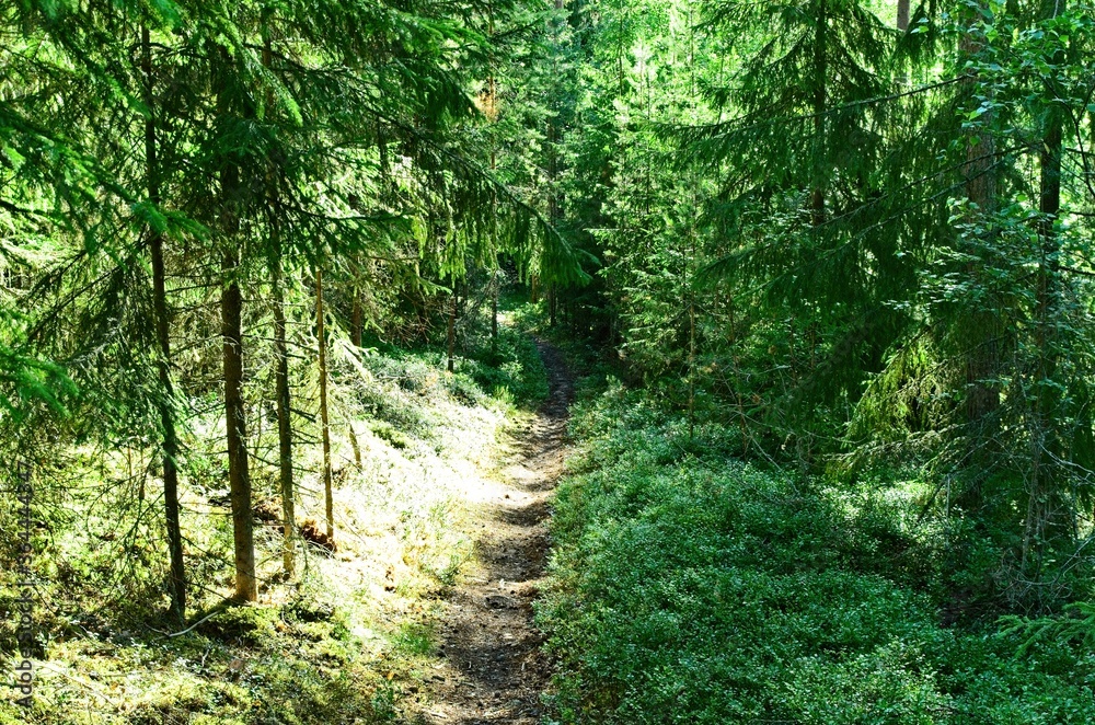 Lush forest with a lot of blueberry bushes in Sweden.
A sunny day for a walk and enjoy nature. Lush forest with a lot of blueberry bushes in Sweden.
A sunny day for a walk and enjoy nature.