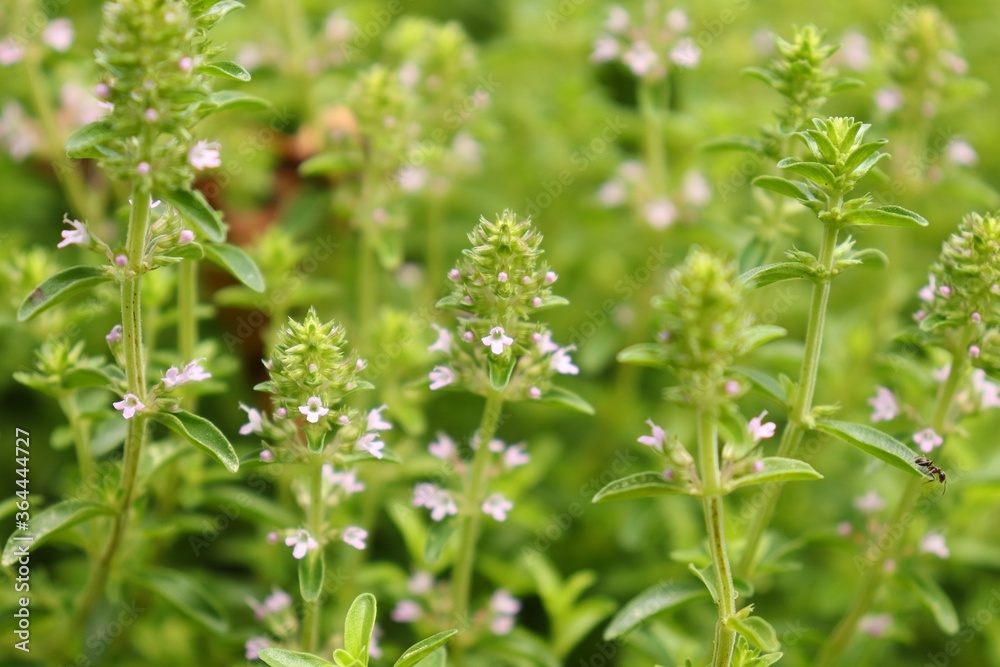 Obraz premium Thymus. serpyllum, creeping thyme is blooming in pink. 