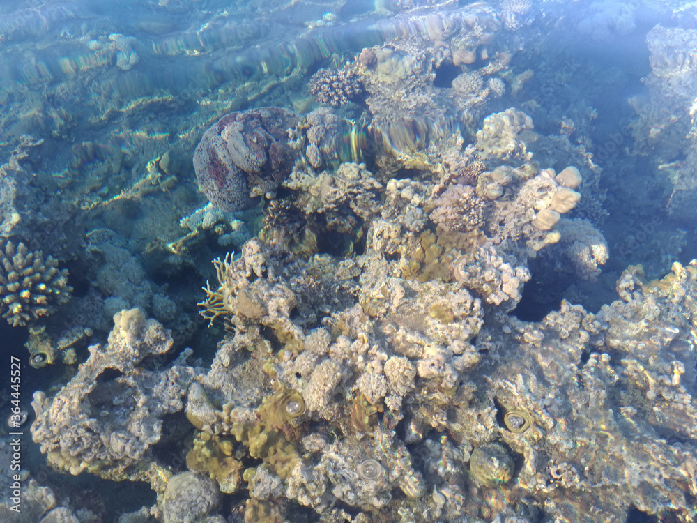 Fototapeta premium Beautiful and diverse coral reef with fish and sea urchins of the Red Sea in Egypt, shooting underwater. Soft focus. Selective focus