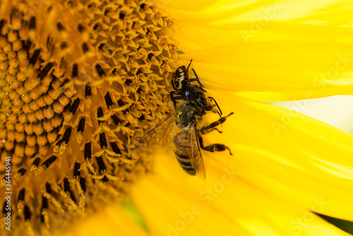 Macro di ape su fiori di girasole