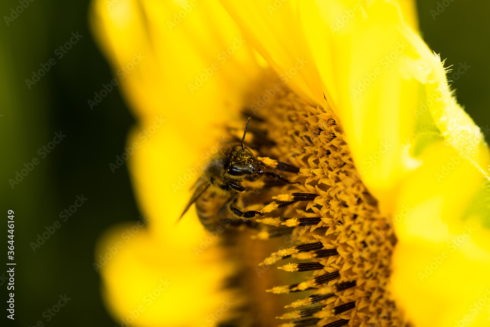 Macro di ape su fiori di girasole
