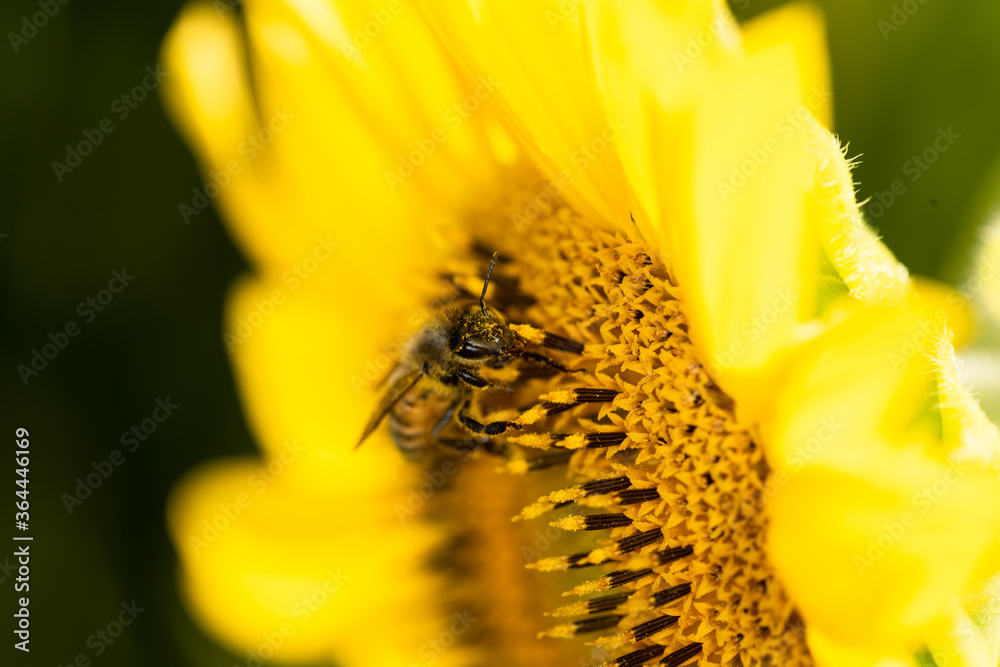 Macro di ape su fiori di girasole