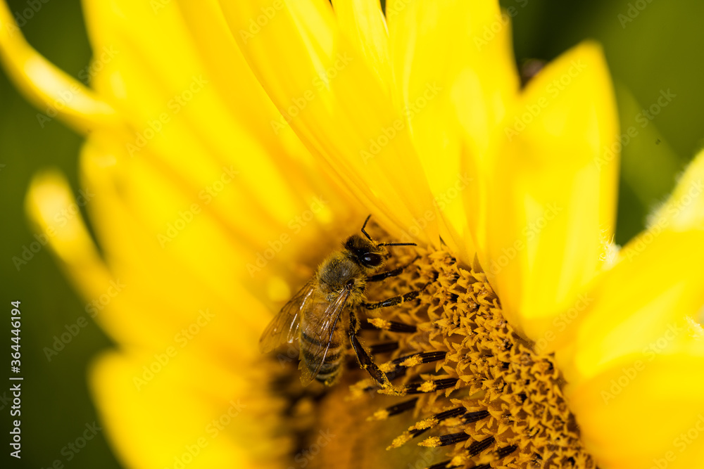 Macro di ape su fiori di girasole