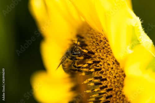 Obraz na płótnie Macro di ape su fiori di girasole w salonie