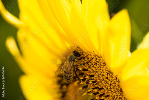 Obraz na płótnie Macro di ape su fiori di girasole w salonie