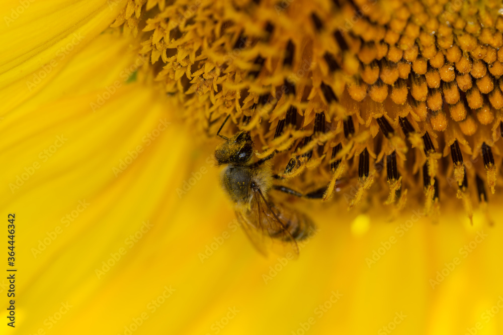 Macro di ape su fiori di girasole