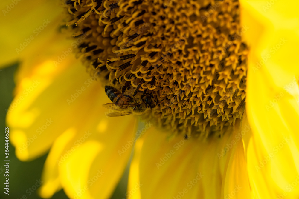 Macro di ape su fiori di girasole