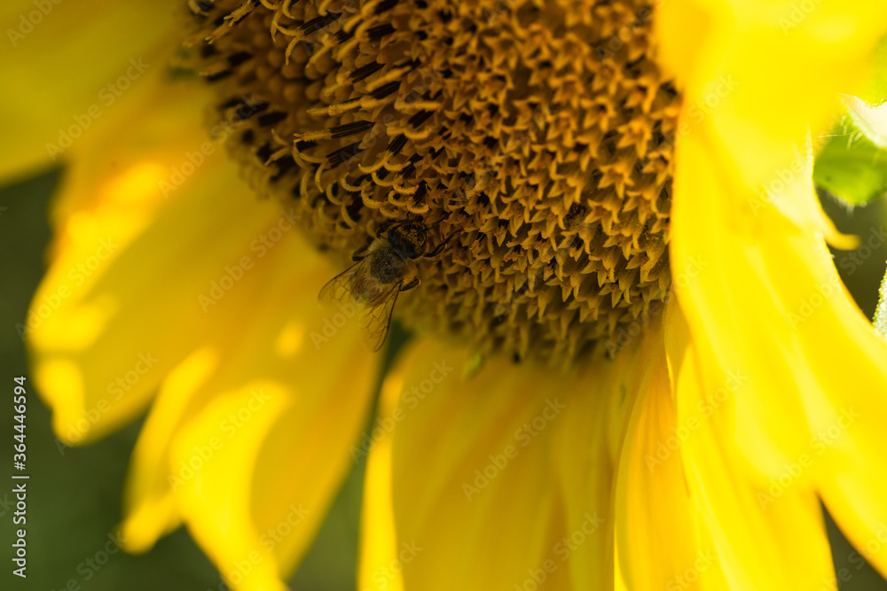 Macro di ape su fiori di girasole