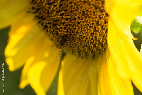 Obraz na płótnie Macro di ape su fiori di girasole w salonie