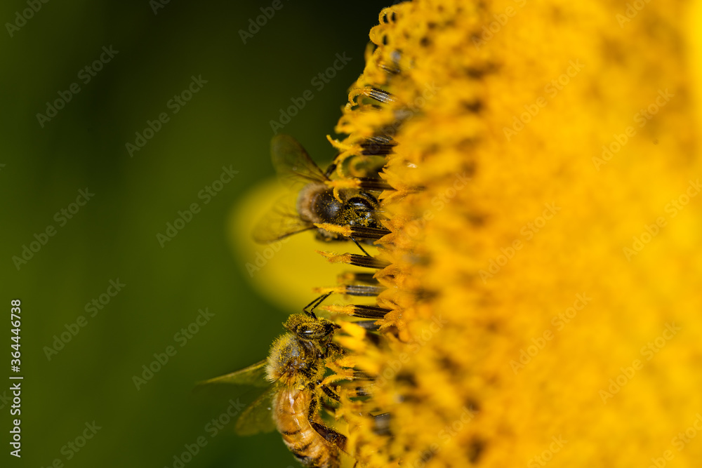 Macro di ape su fiori di girasole