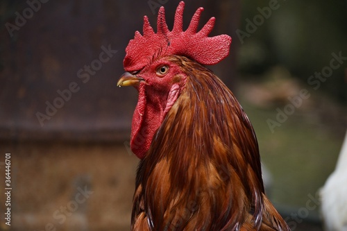 Foto rooster in the farm