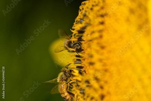 Obraz na płótnie Macro di ape su fiori di girasole w salonie