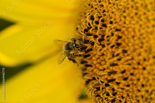Obraz na płótnie Macro di ape su fiori di girasole w salonie