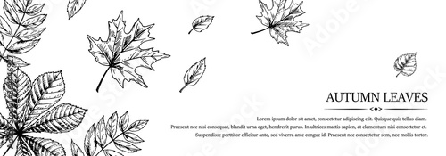 Hand drawn autumn horizontal banner with falling leaves. Vector illustration in sketch style isolated on white. Space for text