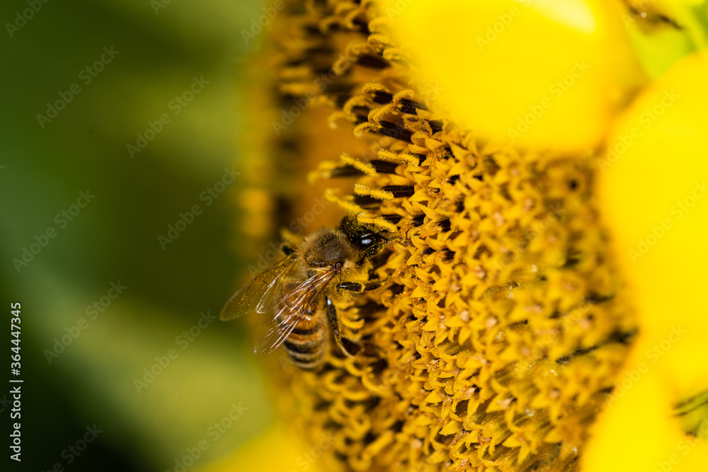 Macro di ape su fiori di girasole