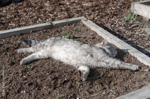 Cat lies on the ground. Funny cat closeup. Portrait of a cat. Tabby silver whiskas cat