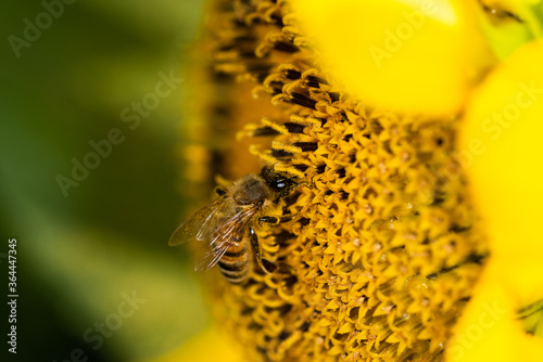 Obraz na płótnie Macro di ape su fiori di girasole w salonie