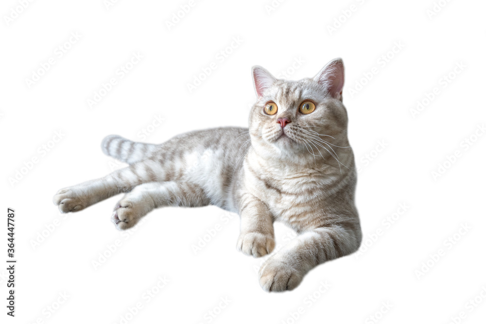 British shorthair cat, Silver chocolate color and yellow eyes, striped cats are sitting, relaxing and relaxing on a white background and looking up. Full side view with clipping path.