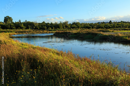 A river curving through a meadow. The grasses and reeds around it are lit up with golden late afternoon light