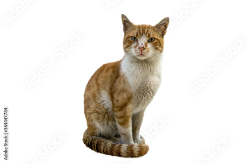 Stray orange striped young cat, with a thin body and a fighting face. Looks tough and fierce, poses sitting on a white background with clipping path.