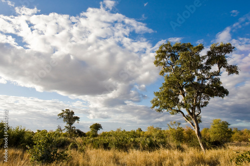 African landscape in the Kruger National Park, South Africa
