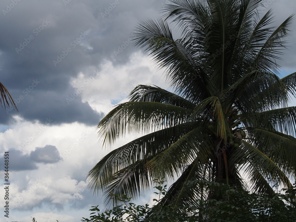 Fototapeta premium Slide the coconut tree in the shadow of the sky