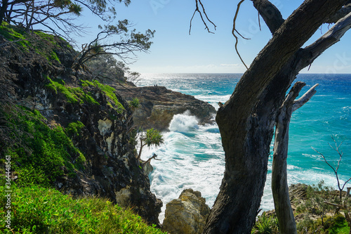 Seascape: surf crashing on rugged coastline, with a view across the ocean to the horizon and a tree in the foreground. Point Lookout, North Stradbroke Island, Queensland, Australia.