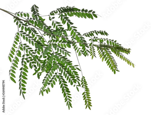 Acacia tree twigs with foliage, branch with leaves isolated on white background, clipping path