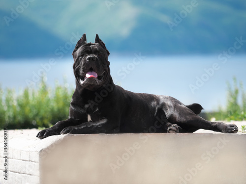 A huge Italian cane Corso lies resting on a stone post on the background of the river and mountains. Beautiful picture of a dog in nature