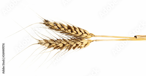 Ripe wheat ears isolated on white background with clipping path