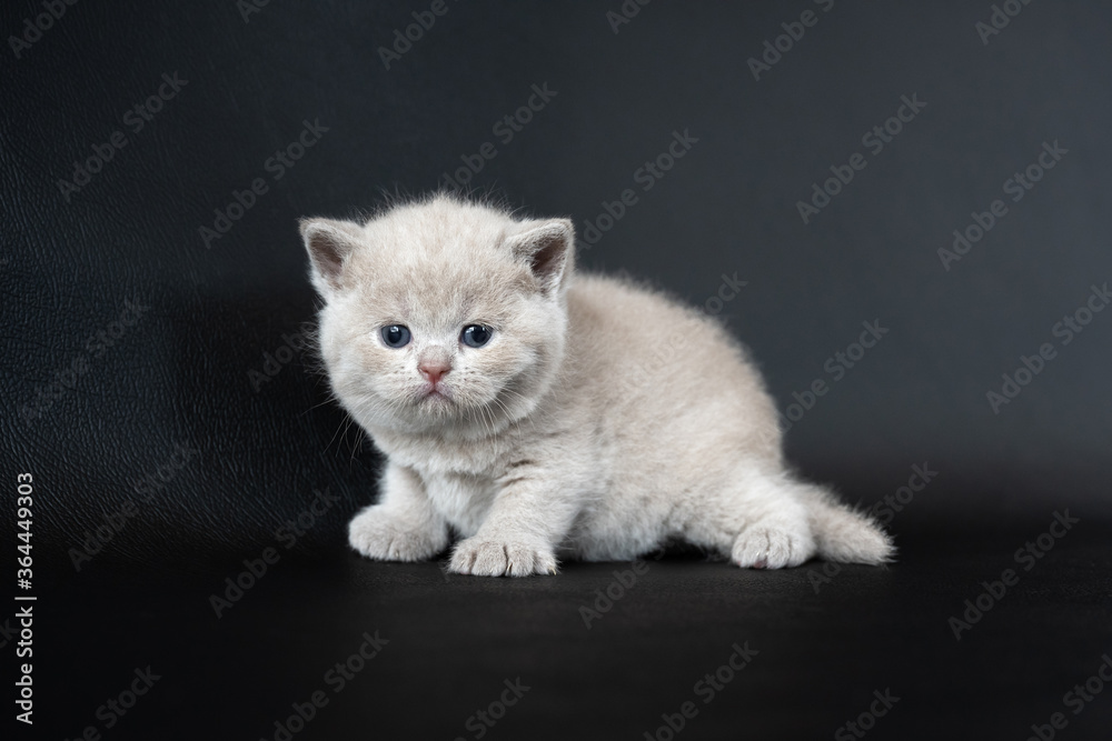 British Shorthair lilac cat, cute and beautiful baby kitten, learning to walk on a black background, looking straight, full side view