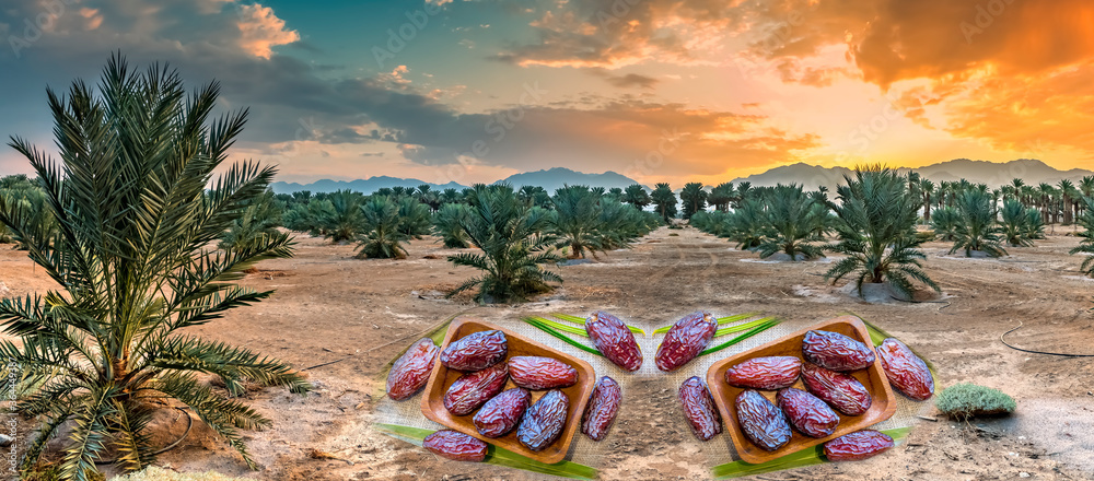 Plantation of date palms, image depicts agriculture industry in desert areas of the Middle East. Fruits of dates are digitally incorporated in foreground of image - obrazy, fototapety, plakaty 