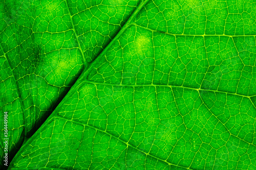 texture of green leaf close up
