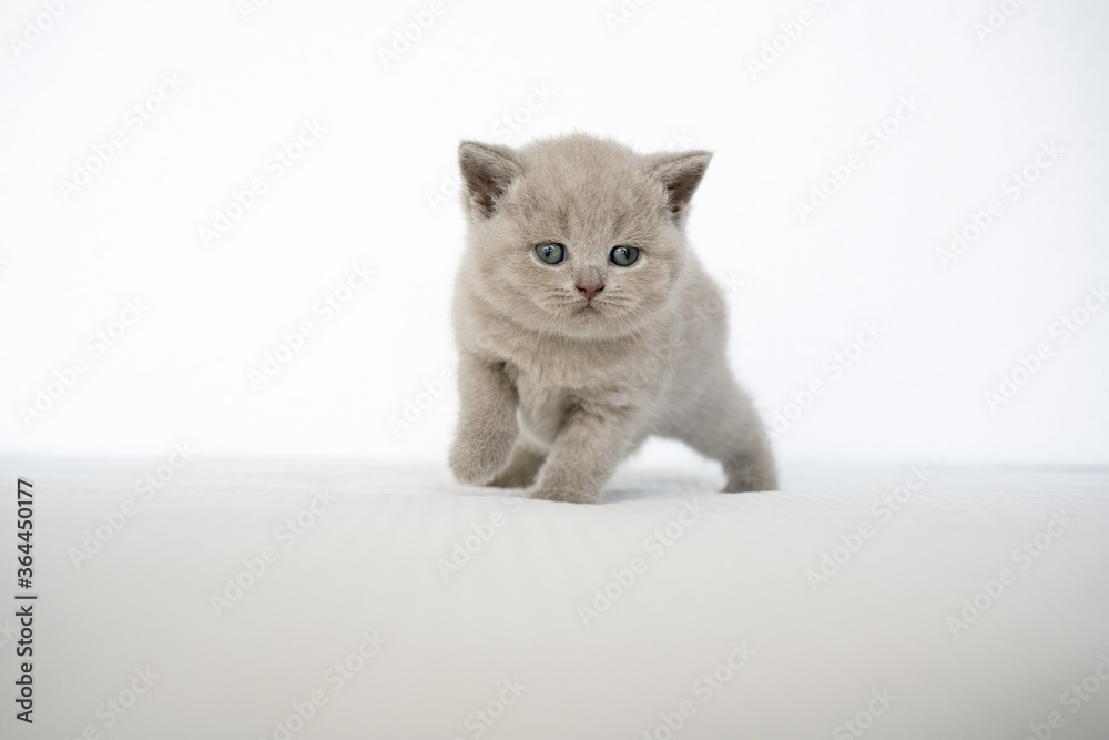 British Shorthair lilac cat, a cute and beautiful baby kitten, learning to walk on a soft bed, white background
