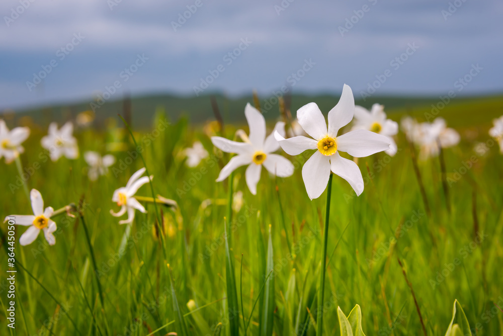 Field of narcissus flowers, wild flowers in spring Field of narcissus flowers, wild flowers in spring