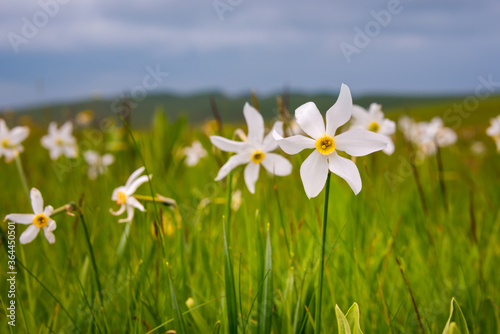 Field of narcissus flowers, wild flowers in spring