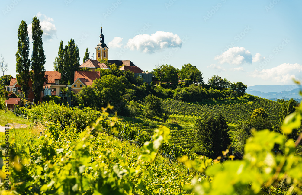Vineyard on Austrian countryside with a church in the background.