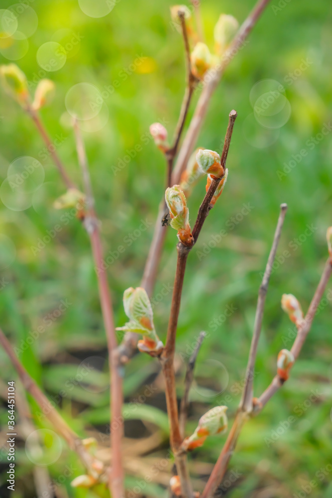 grape buds bloom in the spring. Young buds on the vine. High quality photo grape buds bloom in the spring. Young buds on the vine. High quality photo