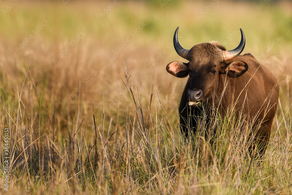Gaur or Indian Bison or bos gaurus a Vulnerable animal portrait from central india forest Gaur or Indian Bison or bos gaurus a Vulnerable animal portrait from central india forest