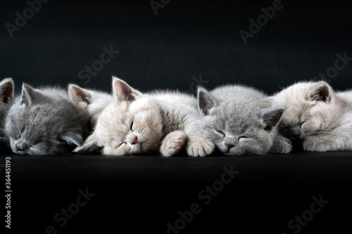 Fotótapéta The British Shorthair cat, a cute and beautiful kitten, is sleeping on the ground and a black background, arranged in rows, front view close-up