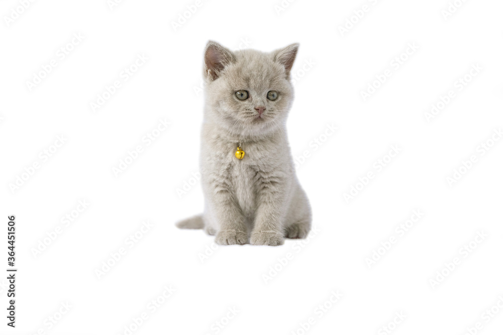 British Shorthair lilac cat, cute and beautiful kitten, sitting on a white background, full view, looking sideways British Shorthair lilac cat, cute and beautiful kitten, sitting on a white background, full view, looking sideways