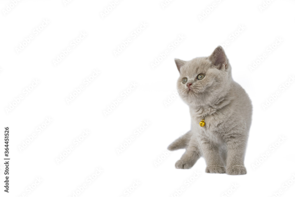 British Shorthair lilac cat, cute and beautiful kitten, fun action on a white background, full view, looking sideways