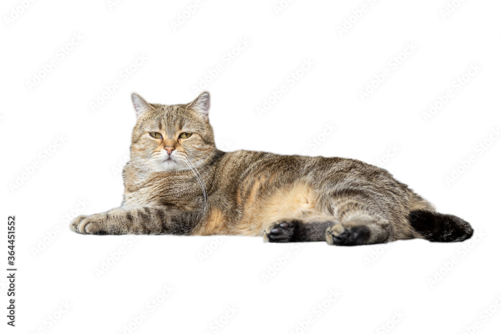 British Shorthair cats The Scottish hybrid has golden and black stripes and yellow eyes. Lying on the ground and a white background Full side view.