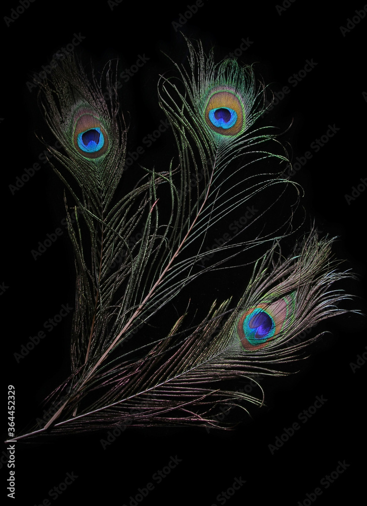 Obraz premium Pattern of peacock feathers on a black background