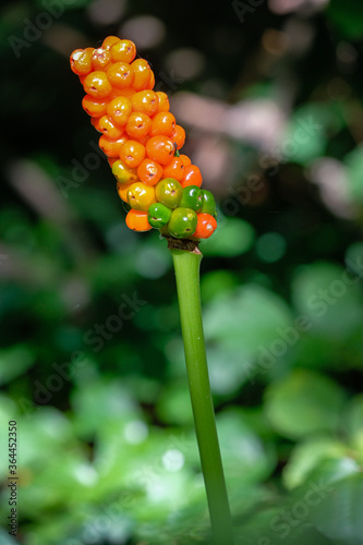 Herbe à vipère photo