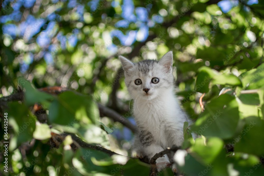 Cute cat is lying on the tree ,Little kitten on a branch a natural ...