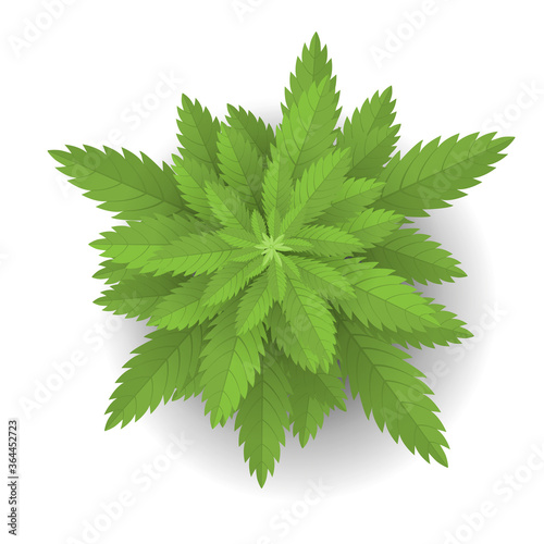 Vector illustration. Cannabis or Marijuana. Top view.