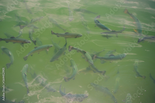 trout in a mountain lake