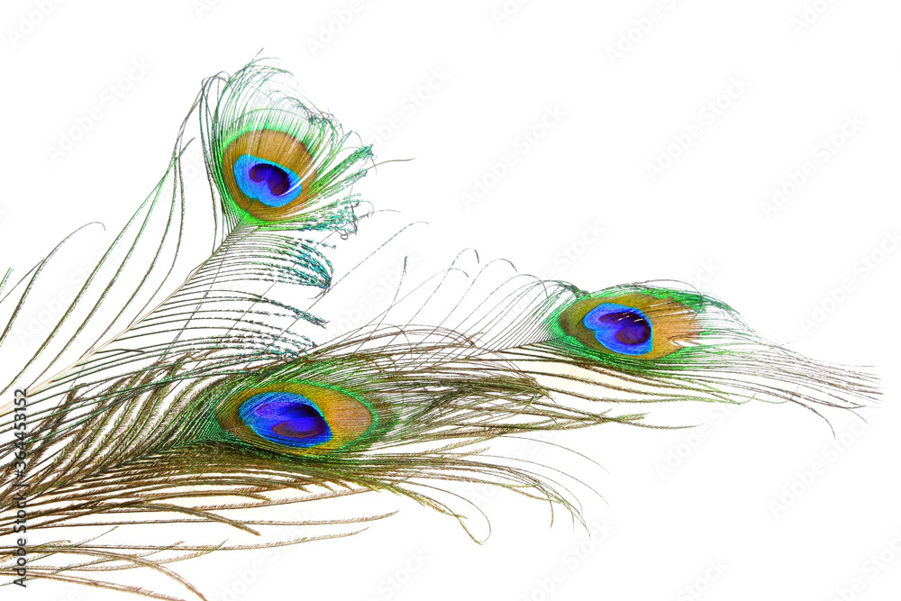 Obraz premium Peacock feathers on a white background. Isolated